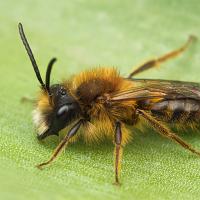 Tawny Mining Bee Male 3 
